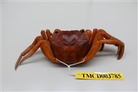 藏品(中型東方蟹)的圖片